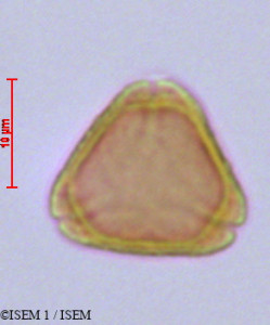 Psidium guajava - lame n° 47100
